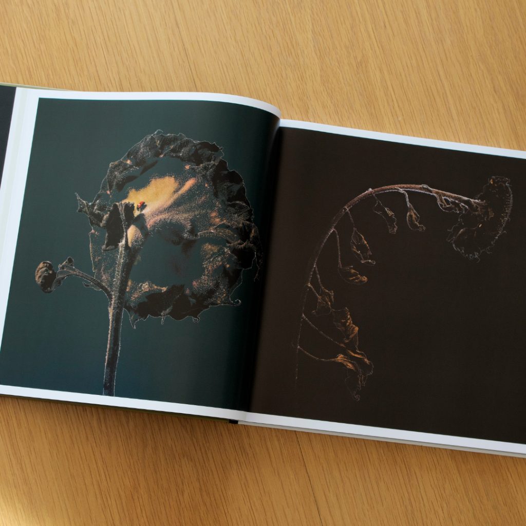 Inhaltsansicht aus dem Buch Auf der Suche