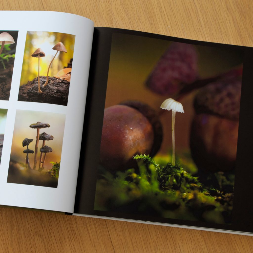 Inhaltsansicht aus dem Buch Auf der Suche