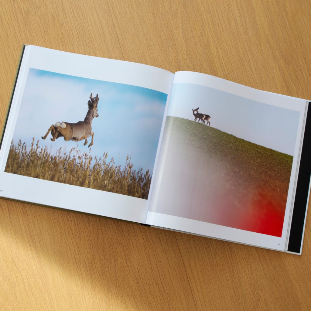 Inhaltsansicht aus dem Buch Auf der Suche