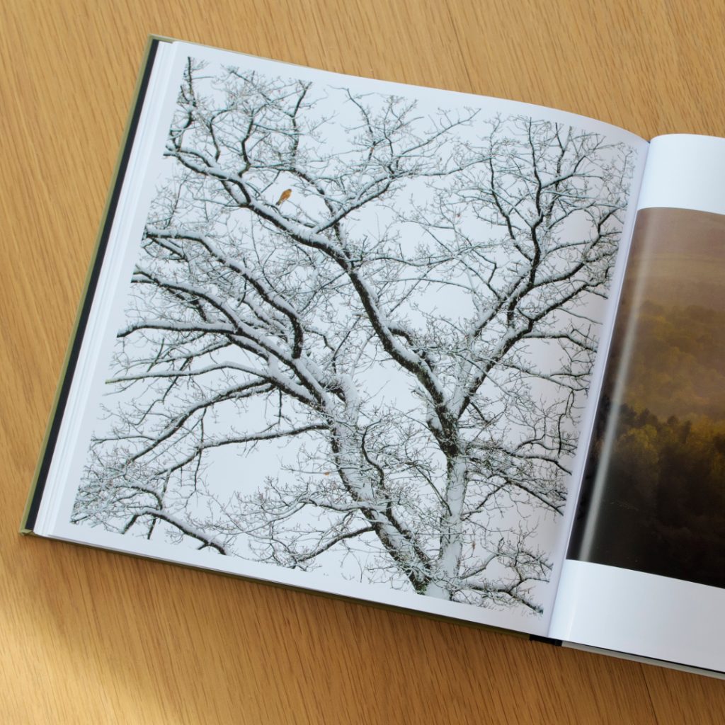 Inhaltsansicht aus dem Buch Auf der Suche